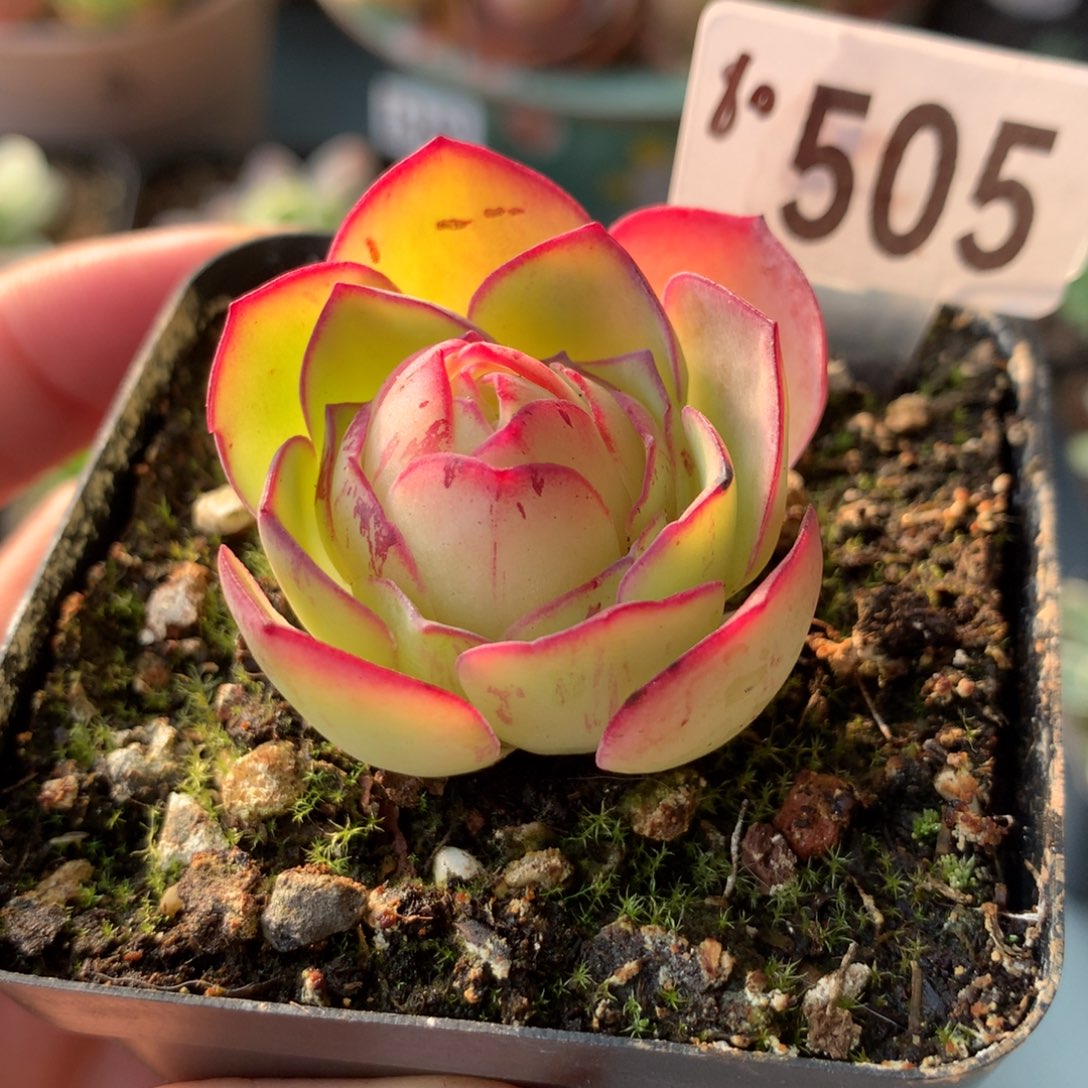 山地玫瑰墨雨505