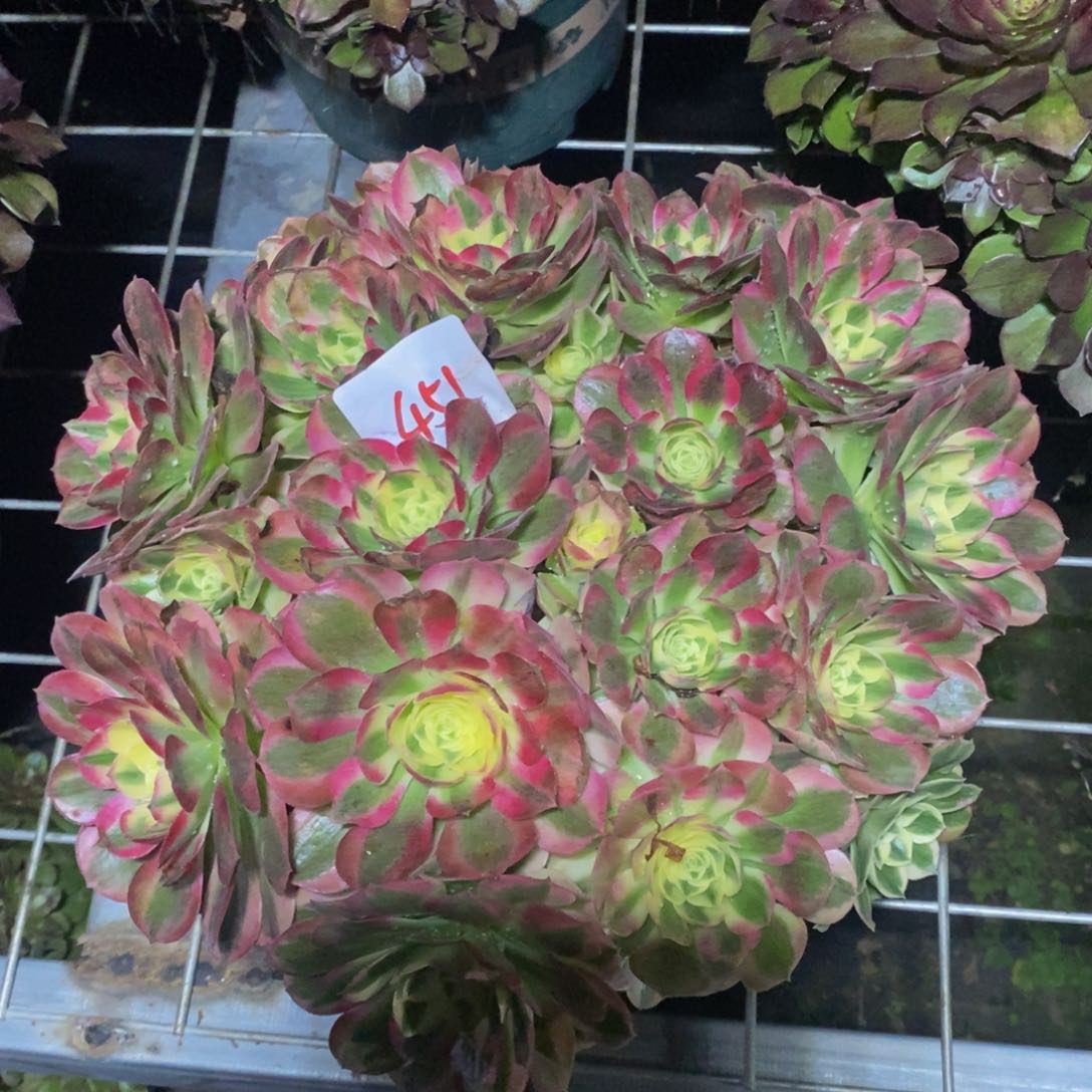 451号玉滋法师多肉