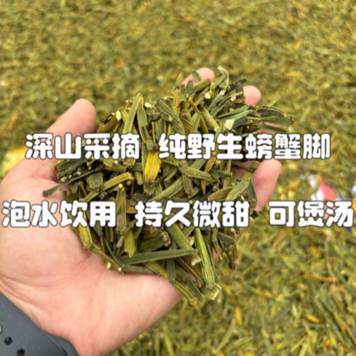 《保长精选》深山螃蟹脚茶菜自然晒干250g/500g泡水饮用煲汤鲜甜