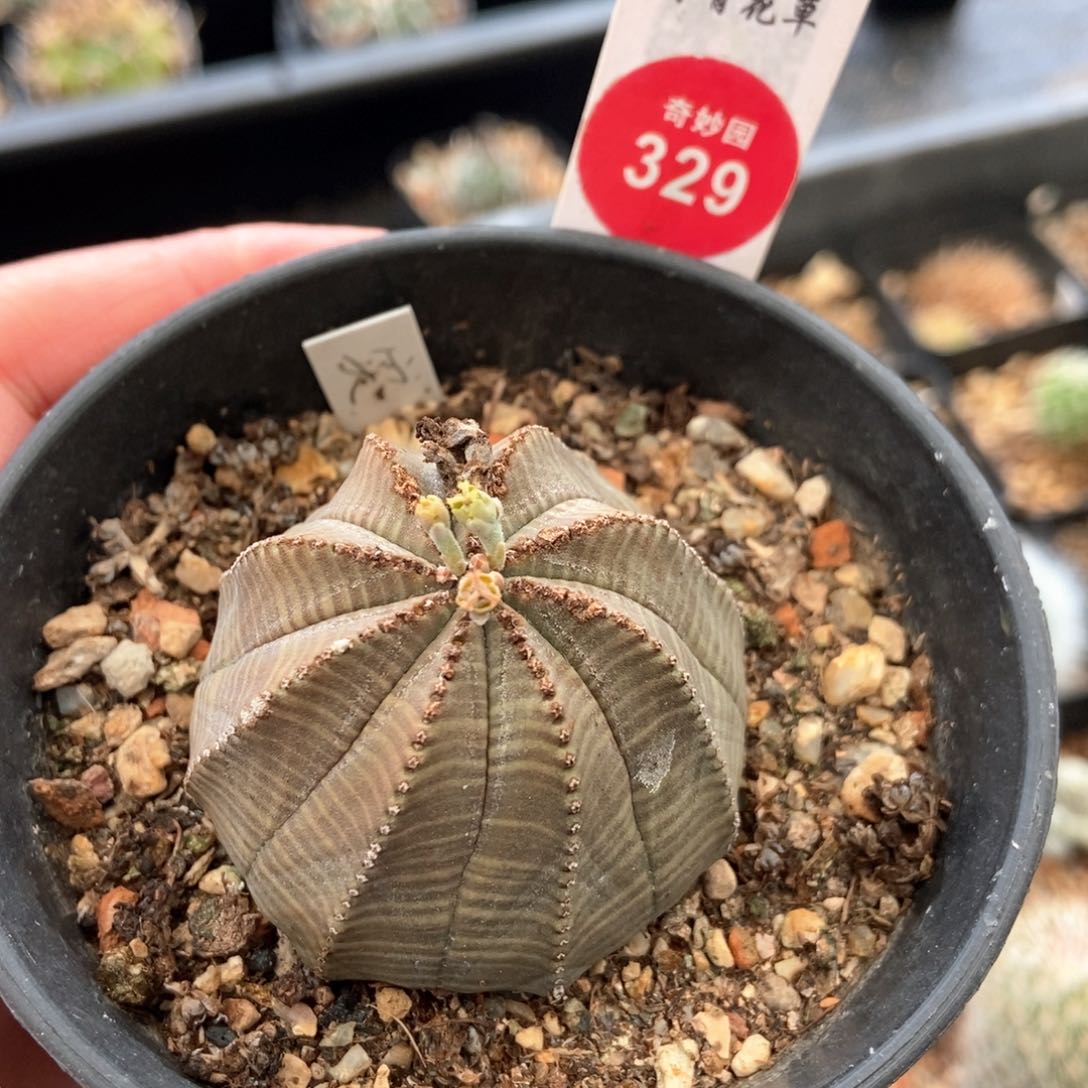 实生拉链斑欧系布纹球4.8cm