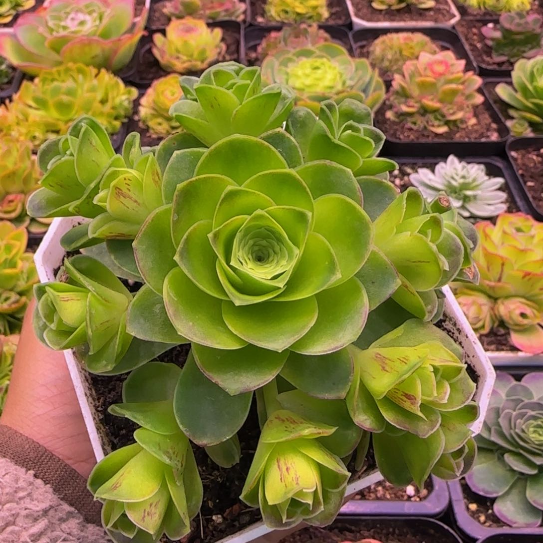 捧花1343467676464646835