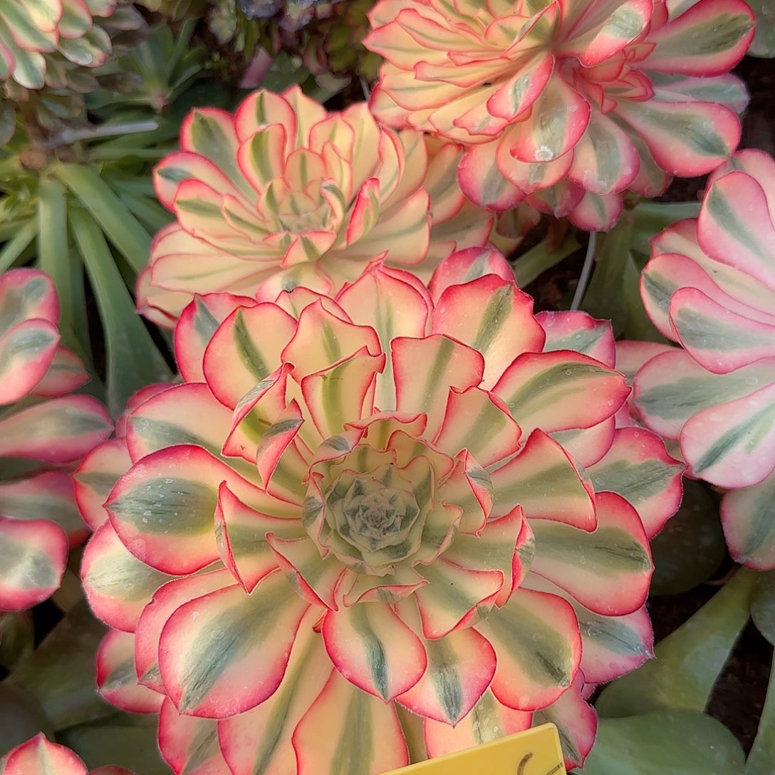 3-1008--+多头多肉植物