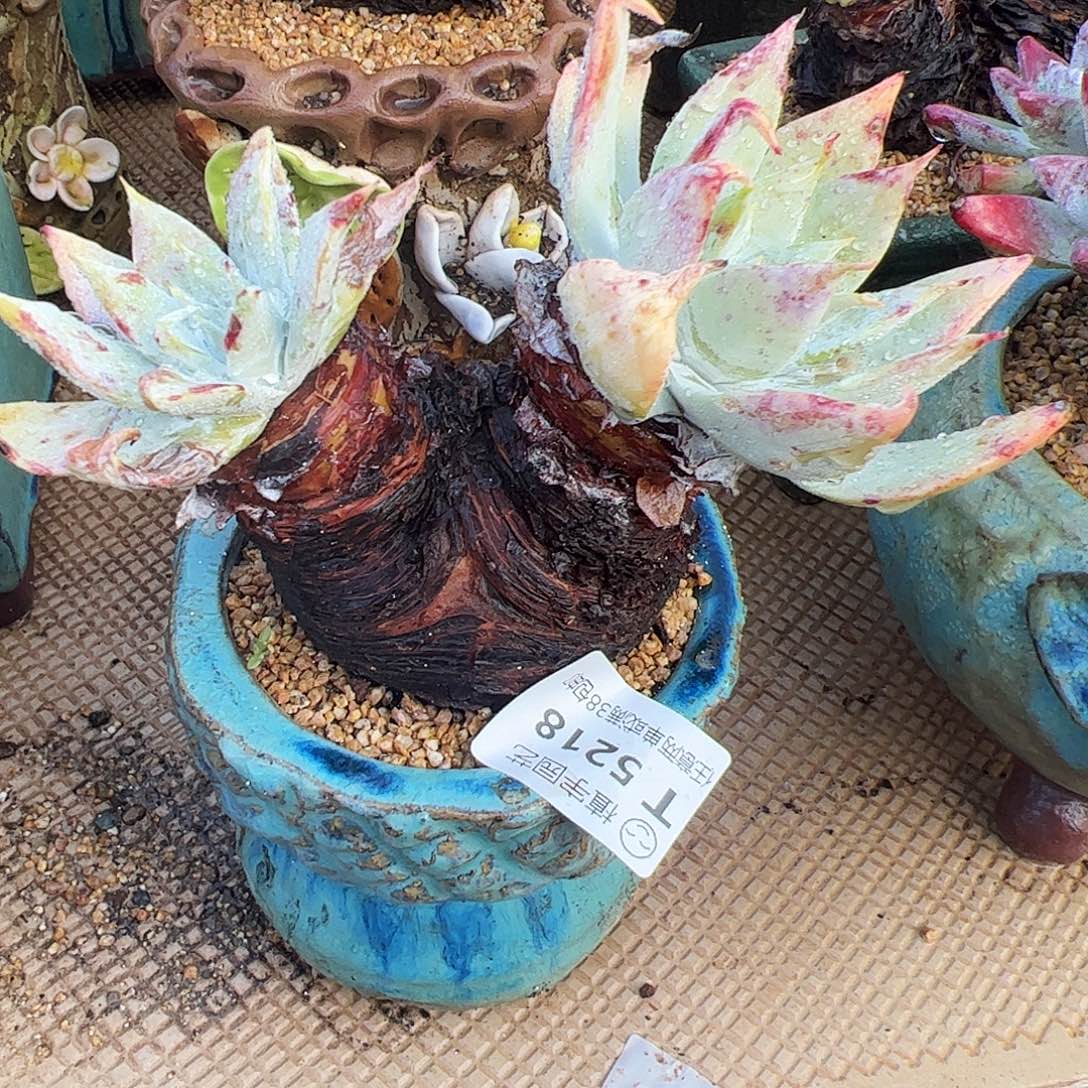 5218雪山仙女杯多肉