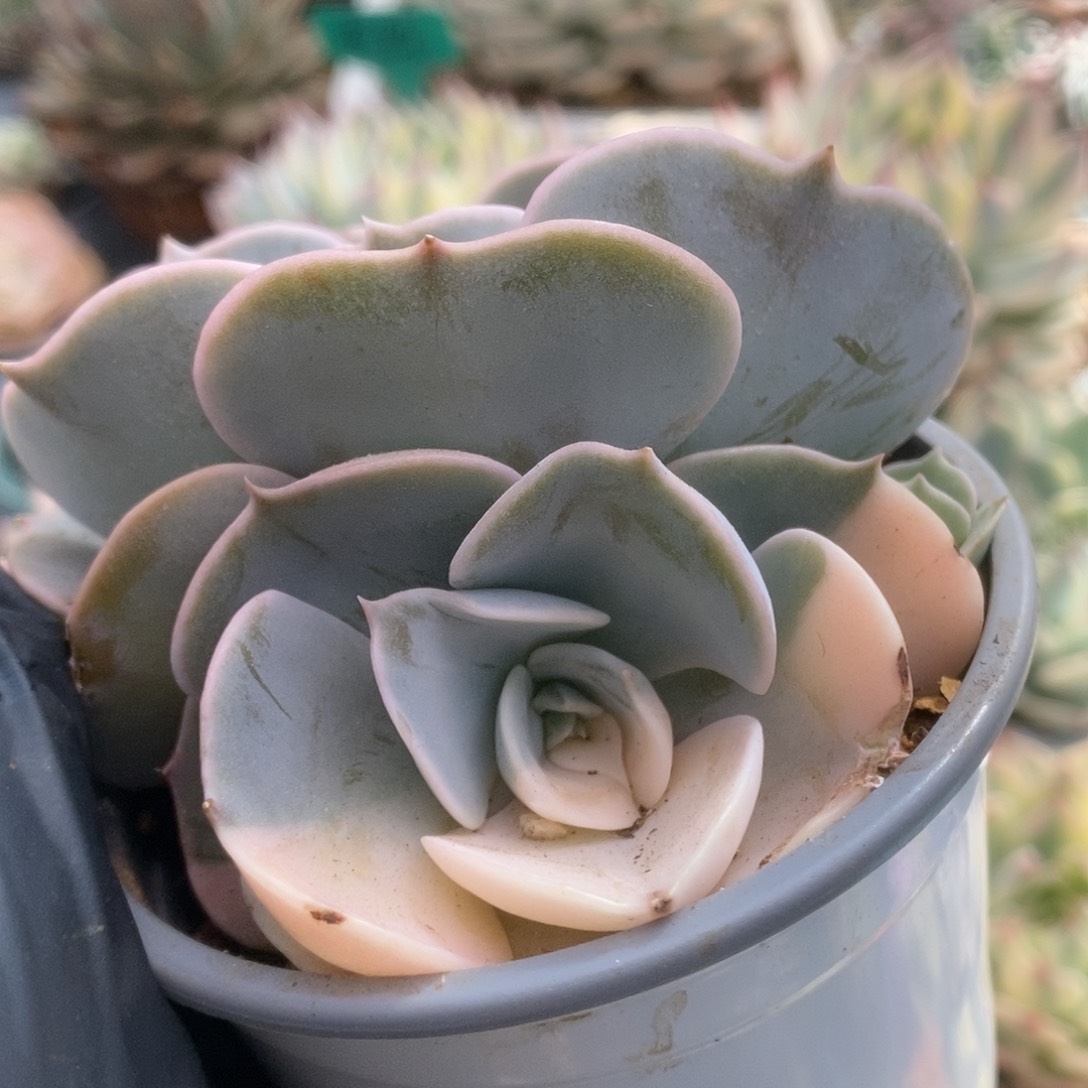 088双子座锦锦锦锦锦锦锦