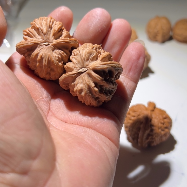 䬋***9文玩核桃把件白狮子
