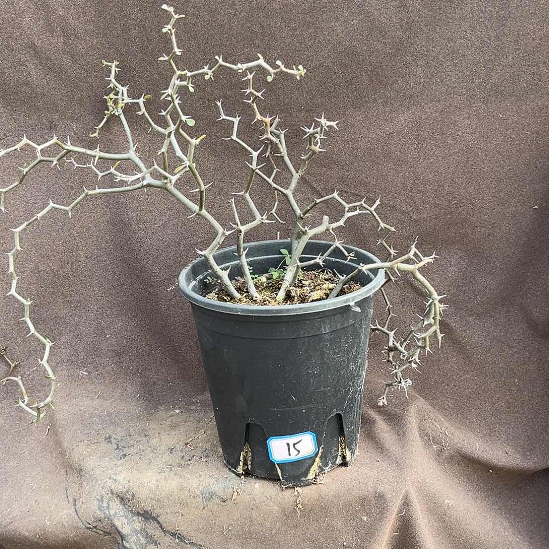 汤圆植物15弯曲龙原价158