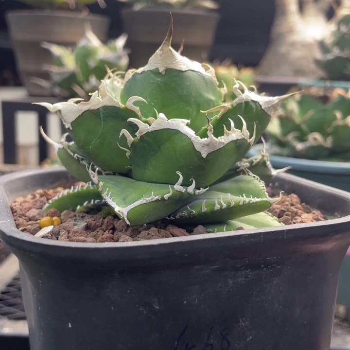【闪购商品】立可白锦 