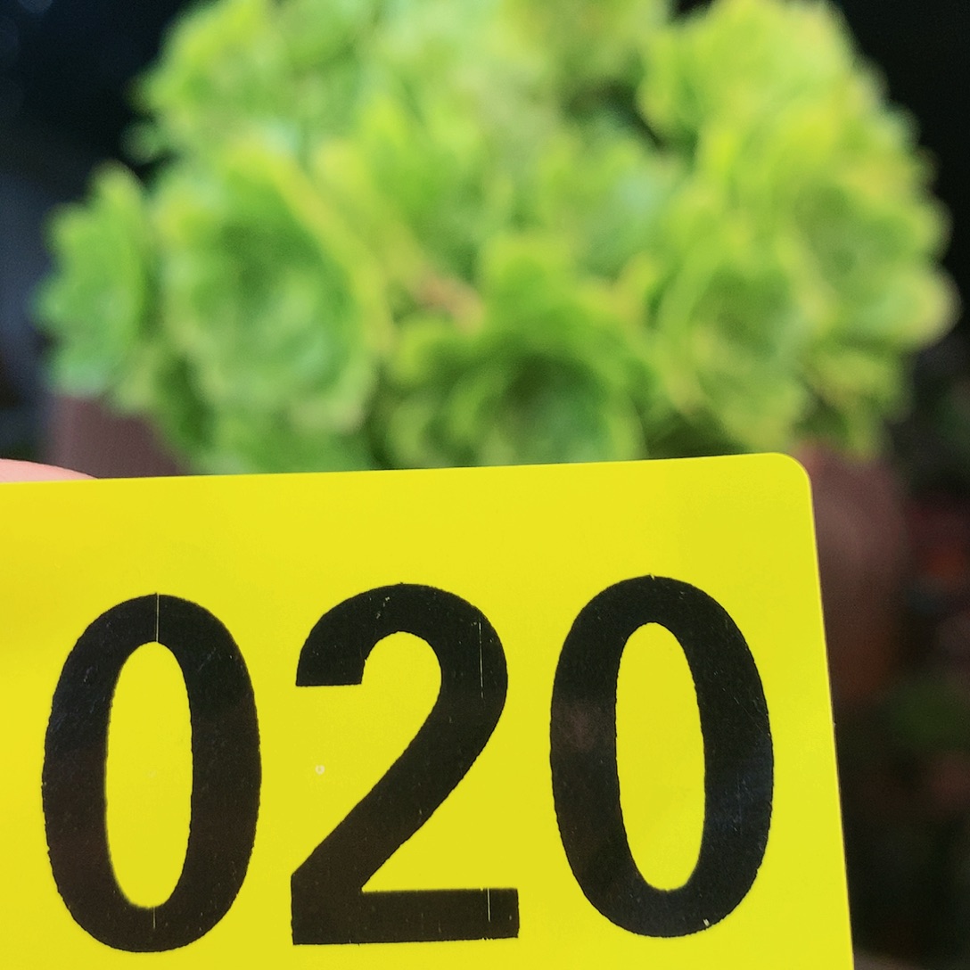 柒哥多肉精品一物一拍（不包断侧枝）20