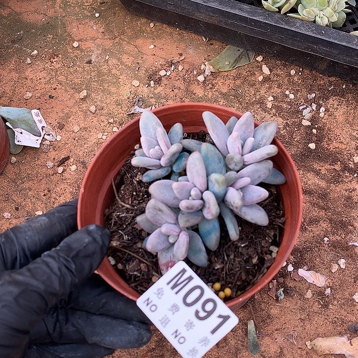 企鹅自然群 叶插 一物一拍 