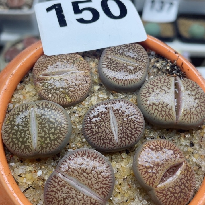 150c48红流水带盆