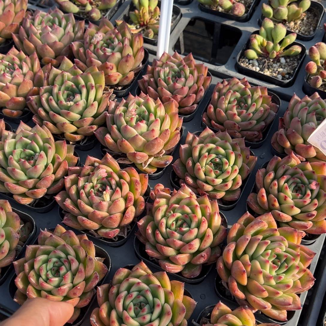 查尔斯顿一颗量拍多肉满9.9元包邮