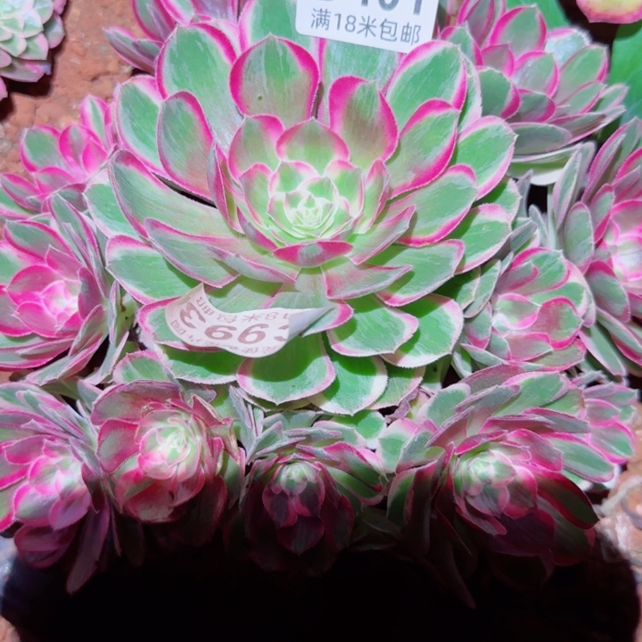 多肉法师淘宝福利，