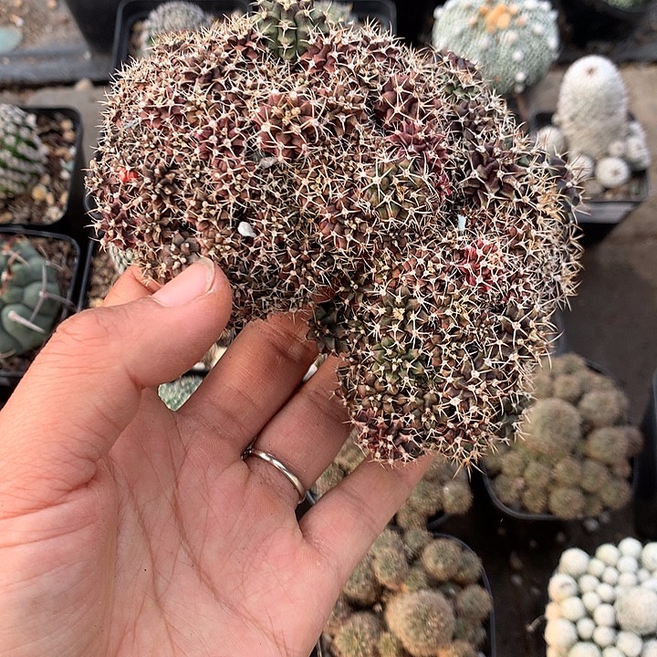 实生非牡丹一堆苗