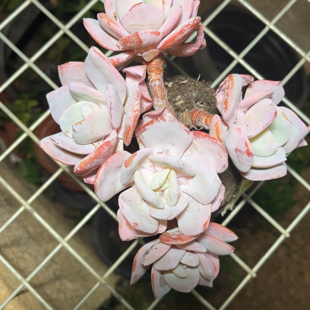 冷***底好姑娘多肉园艺，奶茶