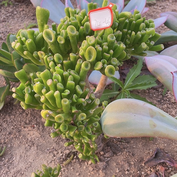 吸米树大颗24/46号