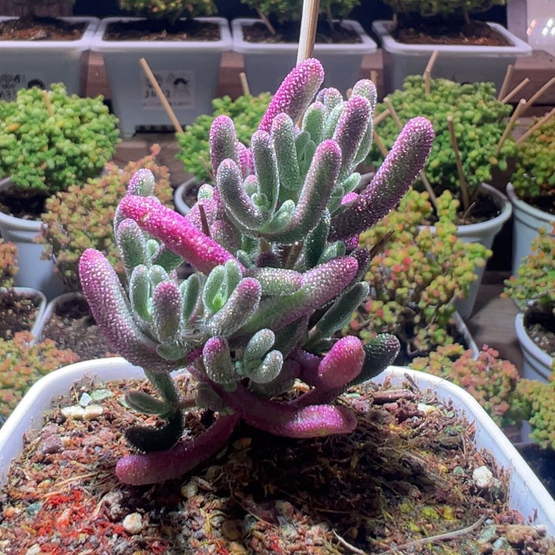 惬***意349紫闪光一物一拍带盆土发货