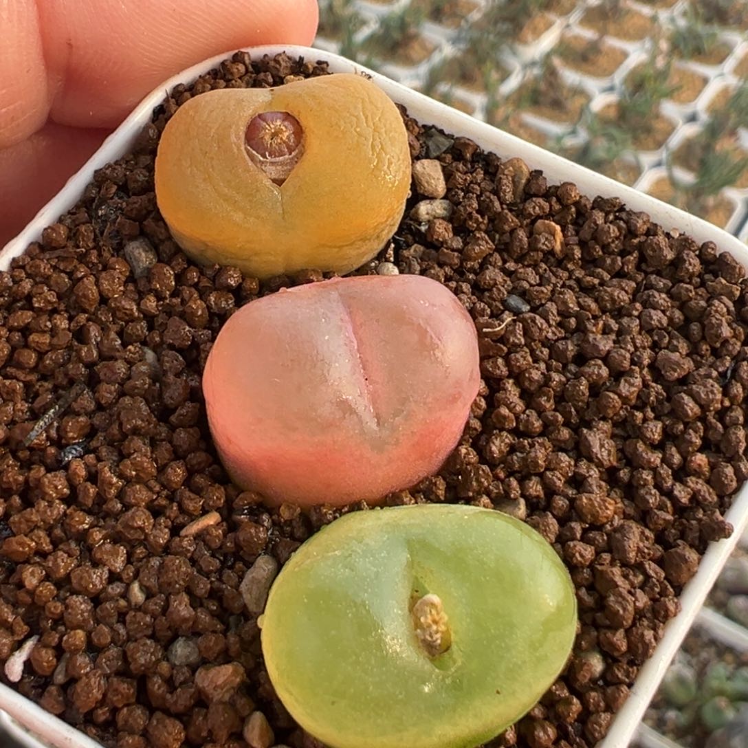 185多肉植物种类多样