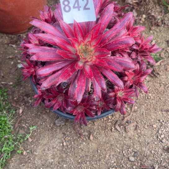 842朱雀多肉植物花花