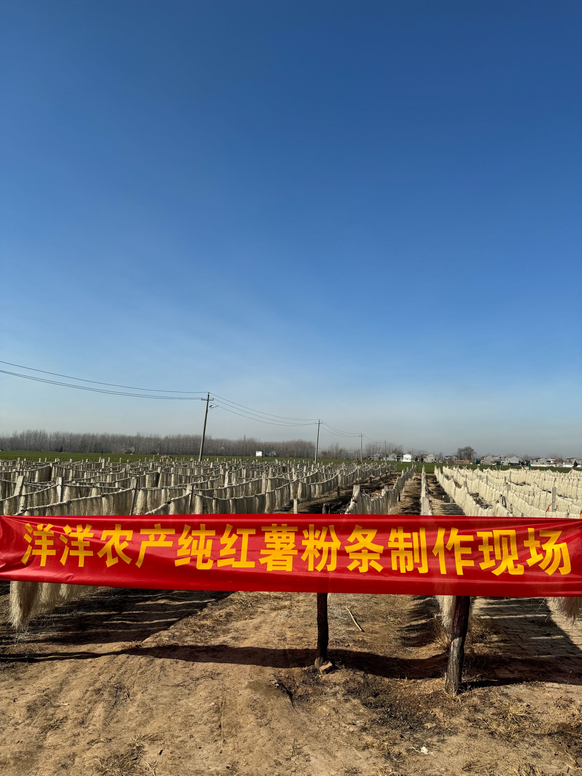 【洋洋农产】纯红薯粉条河南特产纯手工自然晾晒不含胶无添加剂