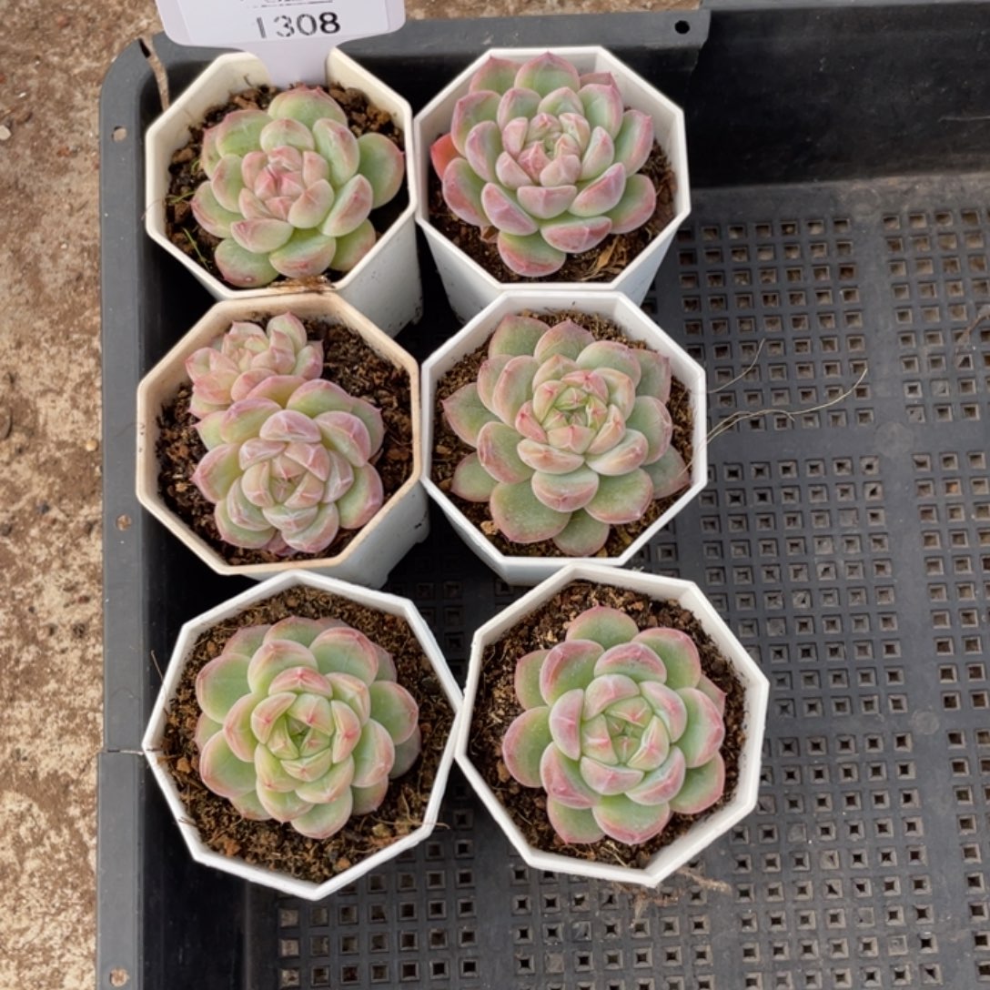 不包整散 盆子不售后1308