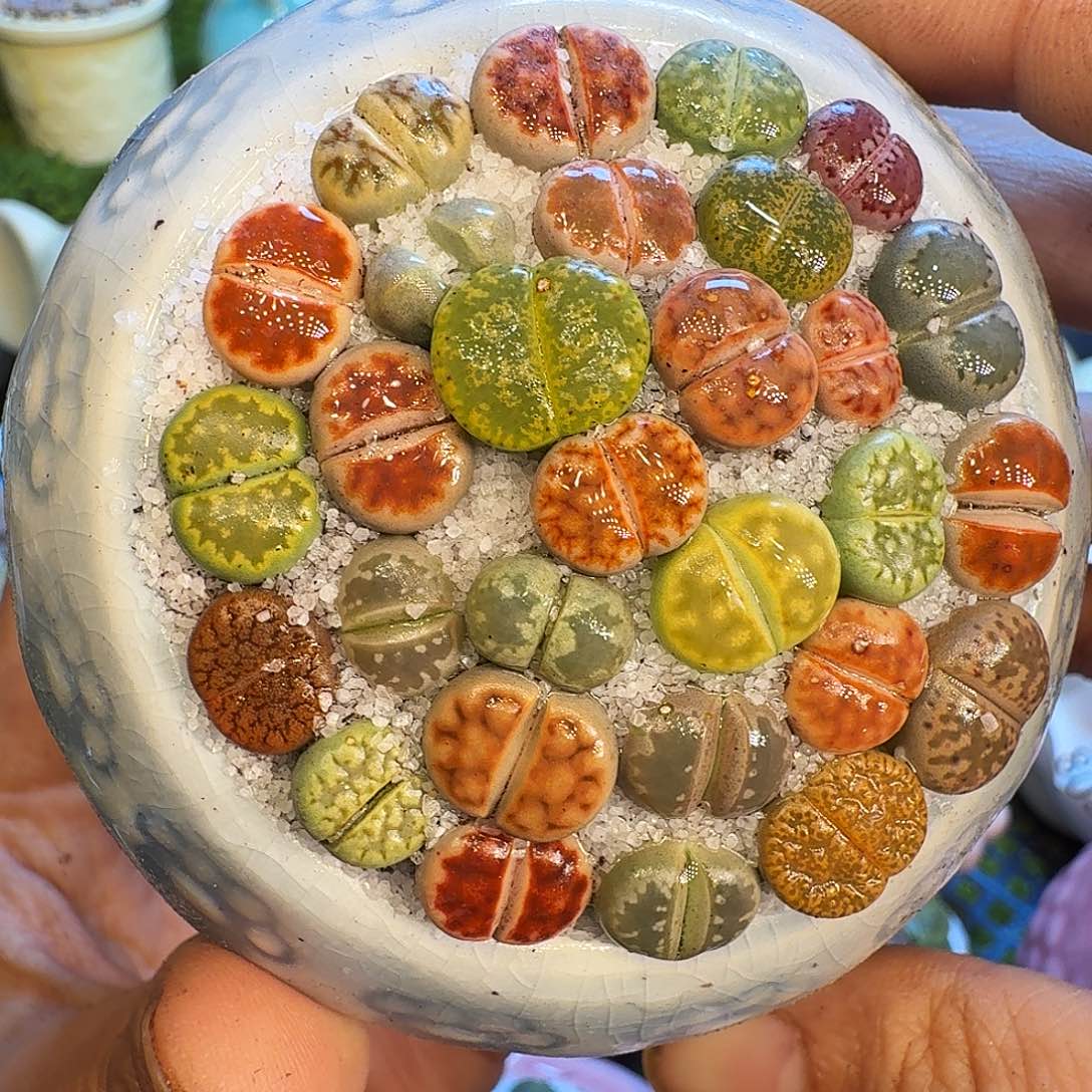 多肉植物开播福利冲826