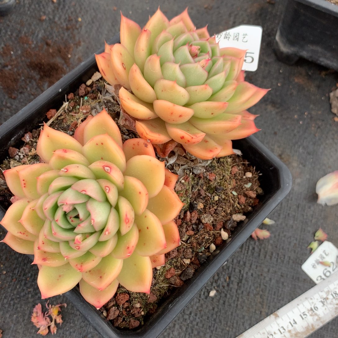 3675杂交多肉植物