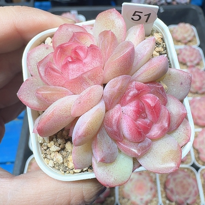 琴心多肉植物51号