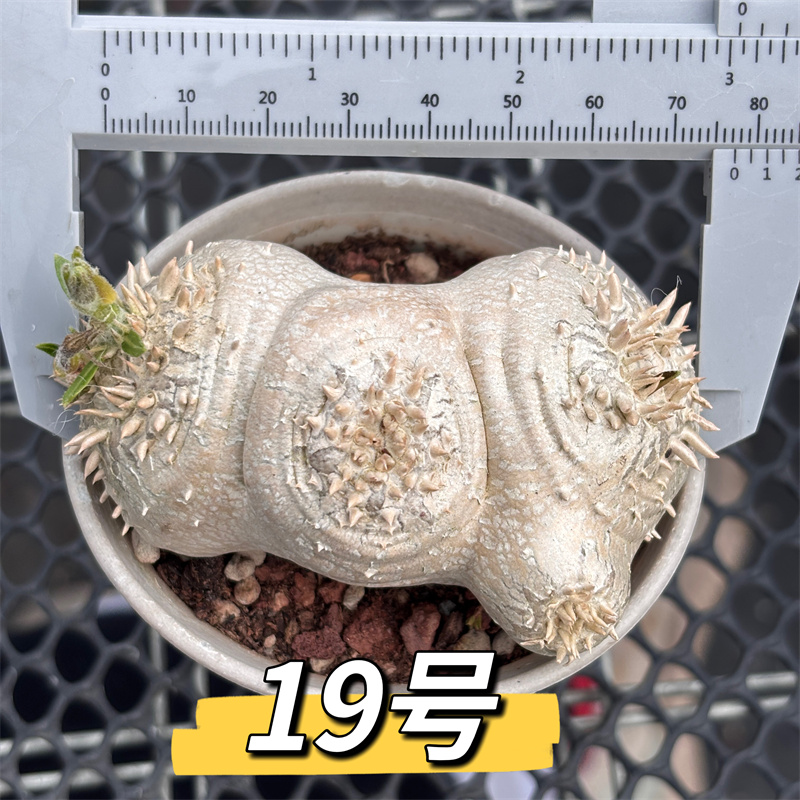 【允禾】惠比须笑大戟块根多肉绿植盆栽Pachypodium brevicaule
