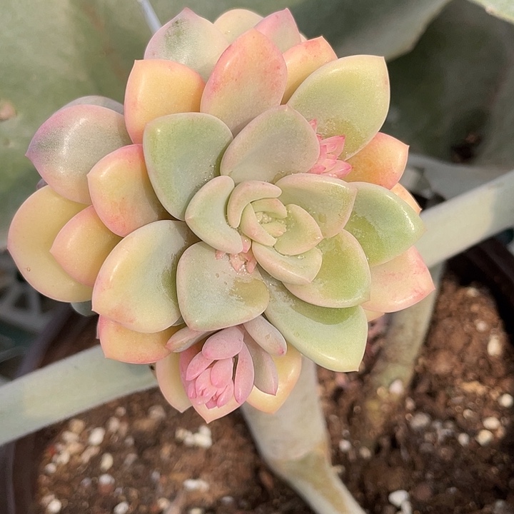花斑露彩锦。锦龙一物一拍