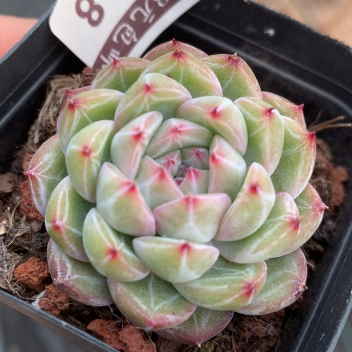 雪花珍尼多肉植物
