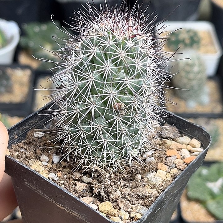 秀明殿实生球一颗