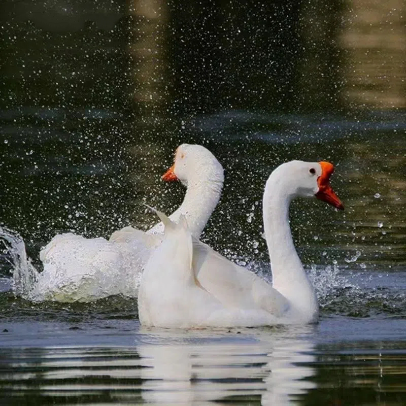生鲜五龙大白鹅肉质鲜美到手22只