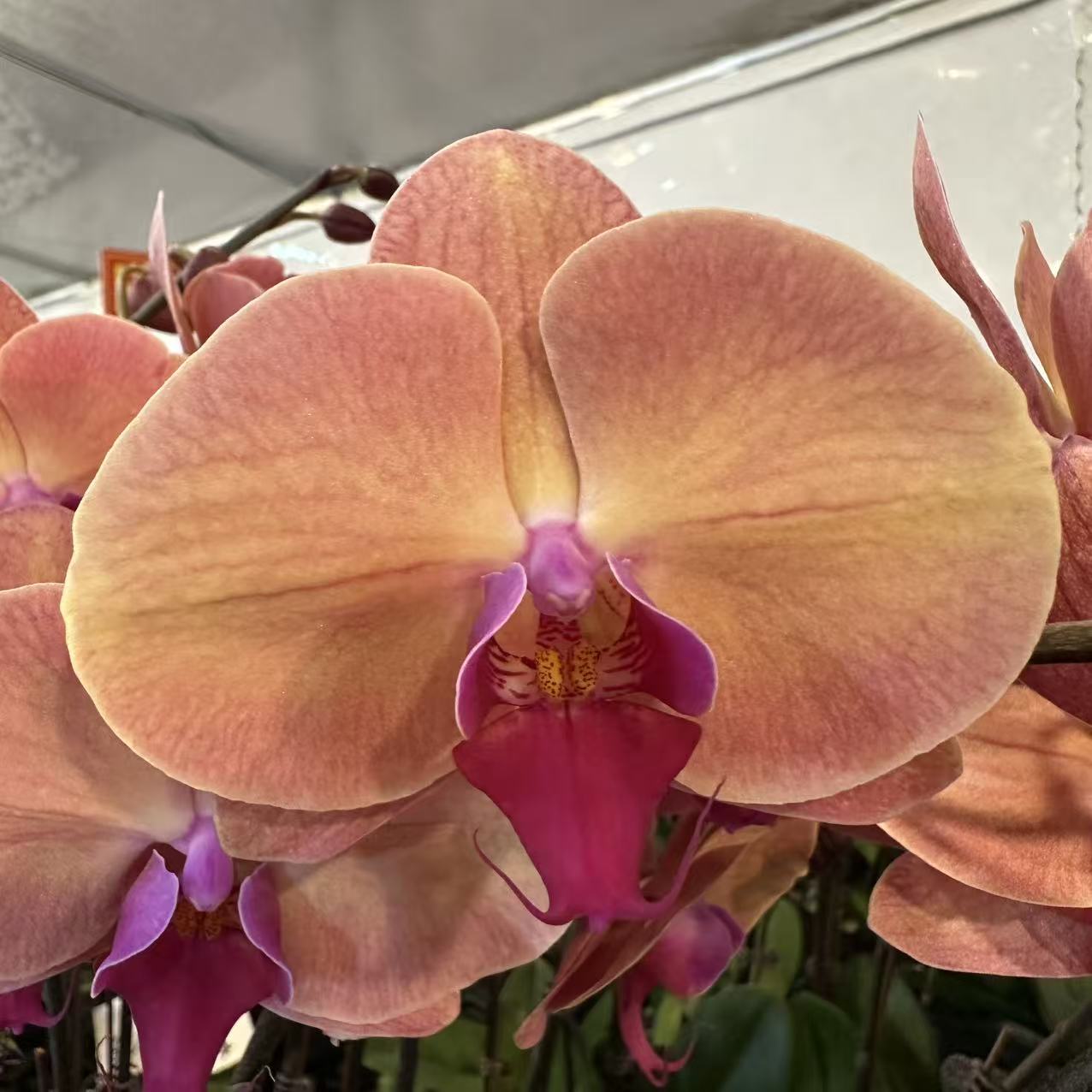 蝴蝶兰【欣欣向荣】带花发货室内高端花卉绿植观赏佳品