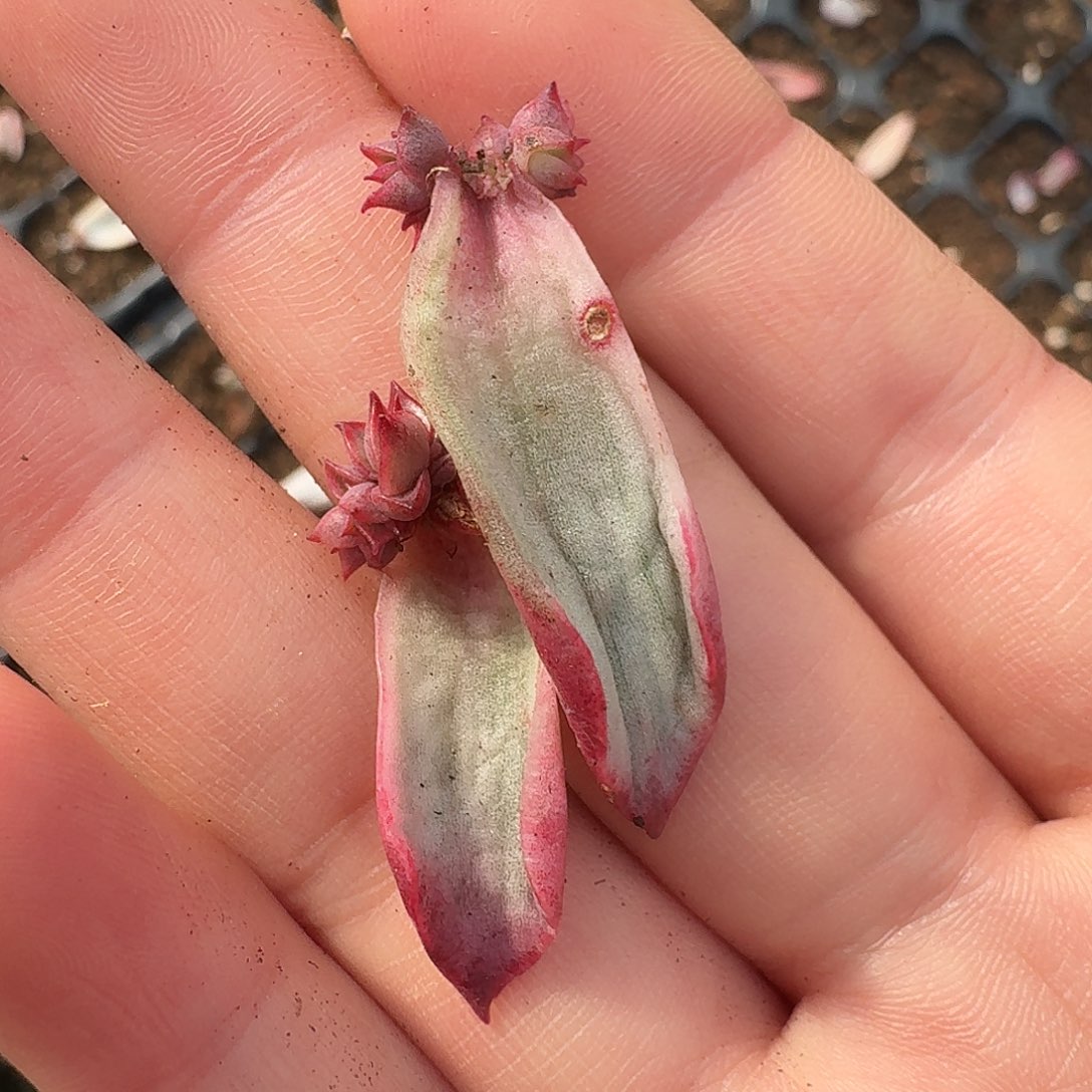 佛洛瑞安娜一物一拍