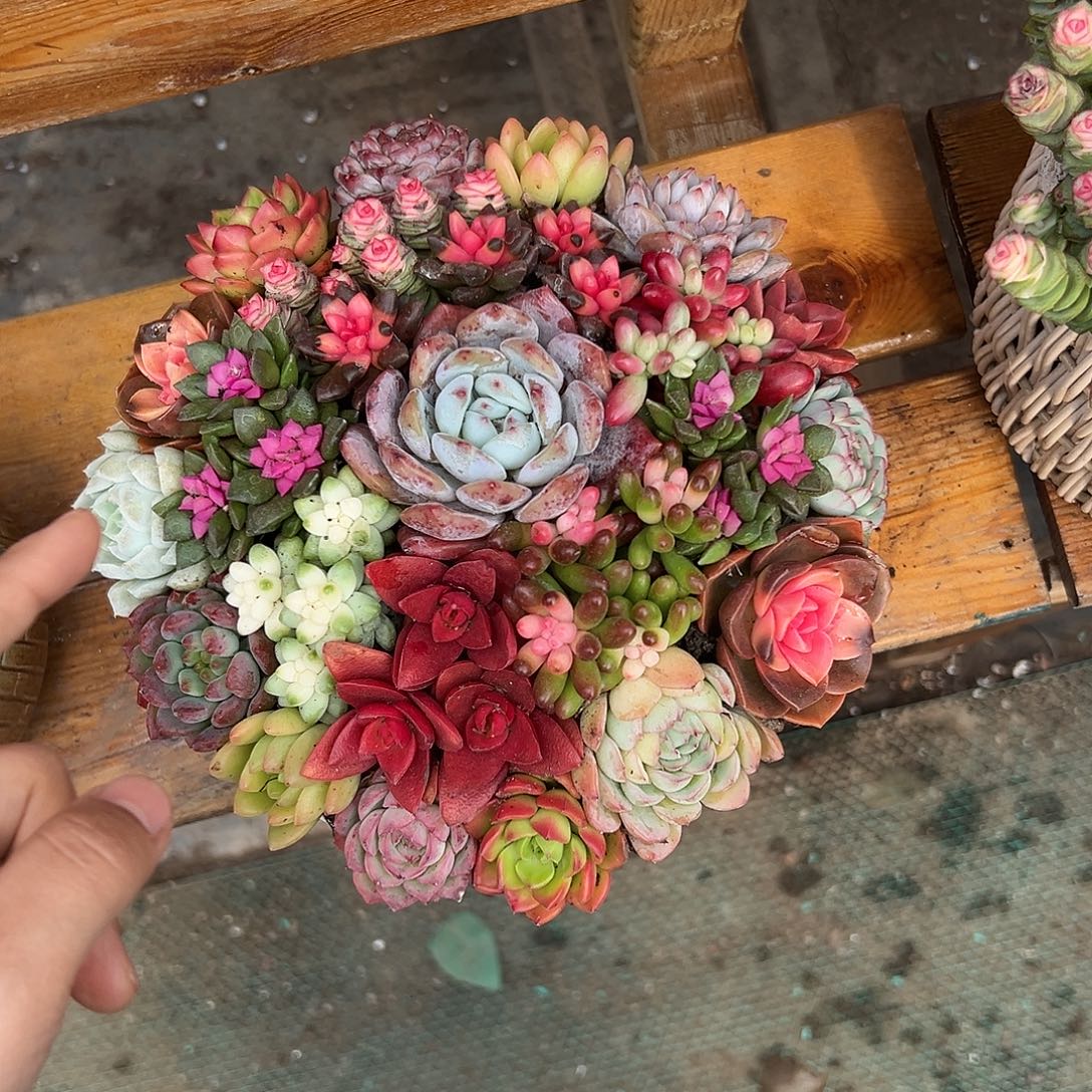 聚宝盆花园组合花园组合