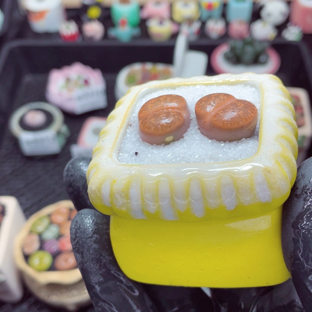 w3316--带盆土发货，零下地区拍保温箱