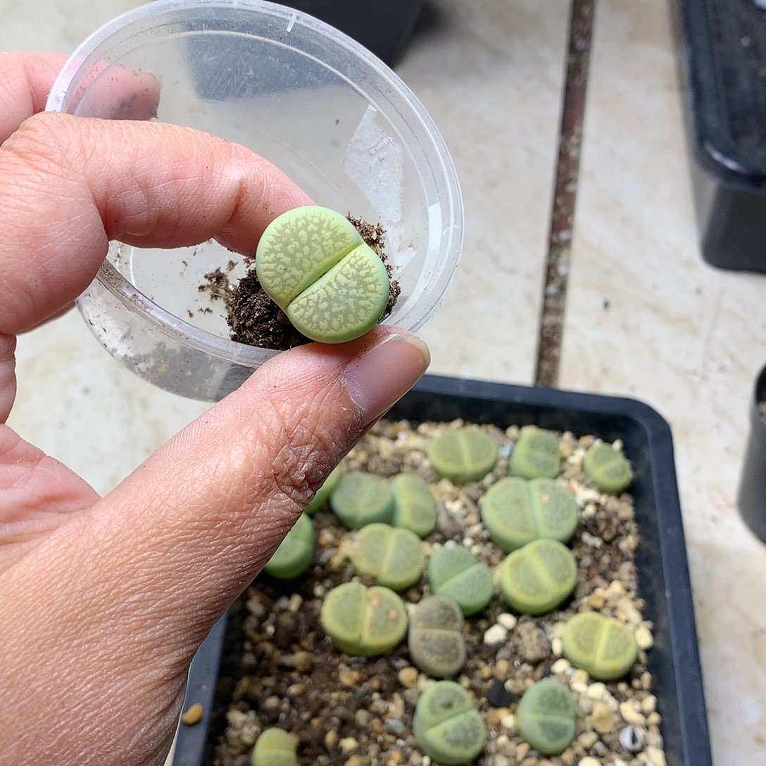 °A37多肉植物保护