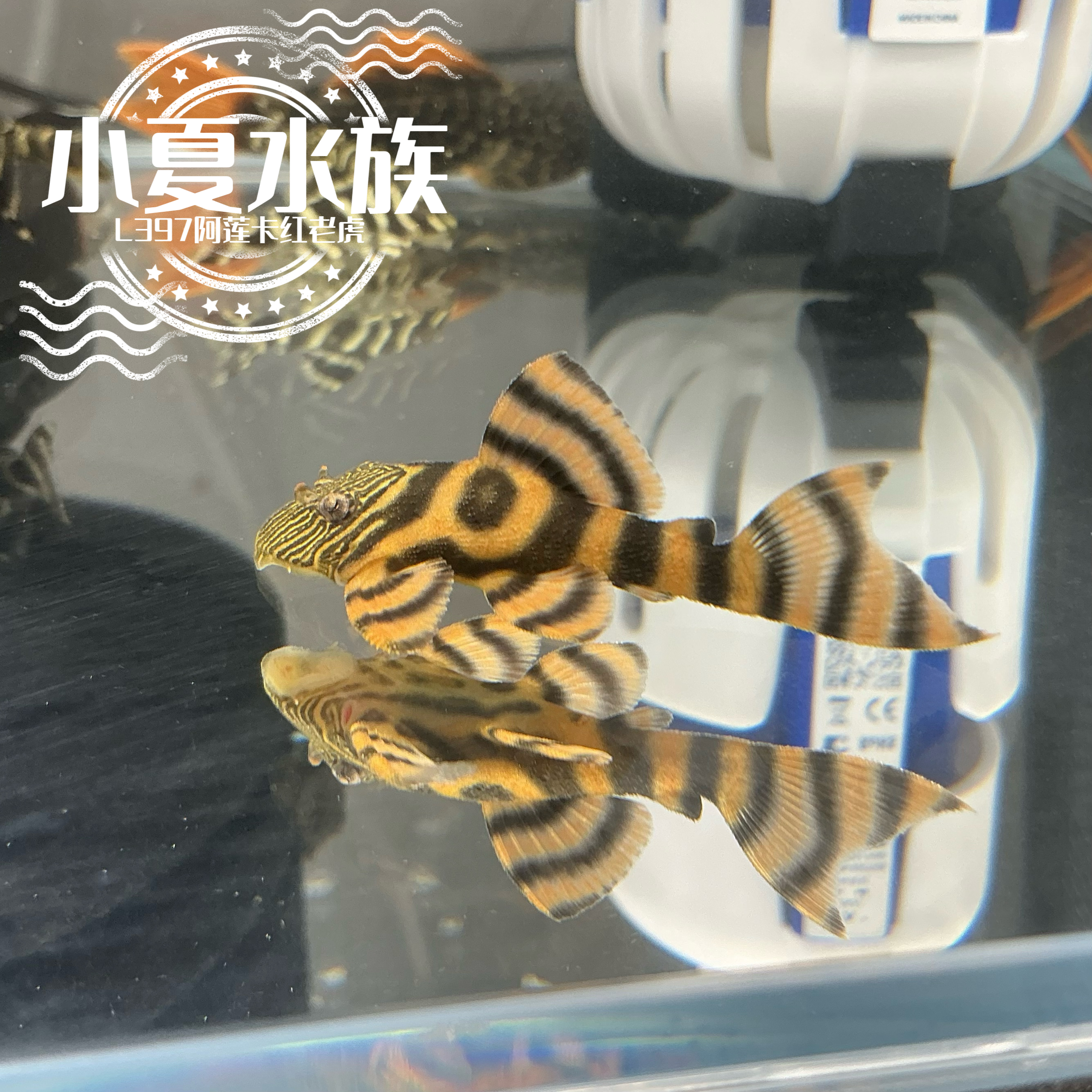 【入缸不售后】L397阿莲卡红老虎异型鱼南美观赏底栖热带观赏鱼