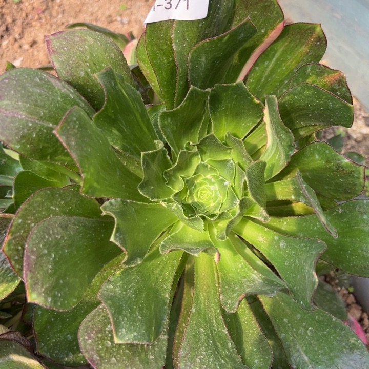 魅影七彩多肉植物371