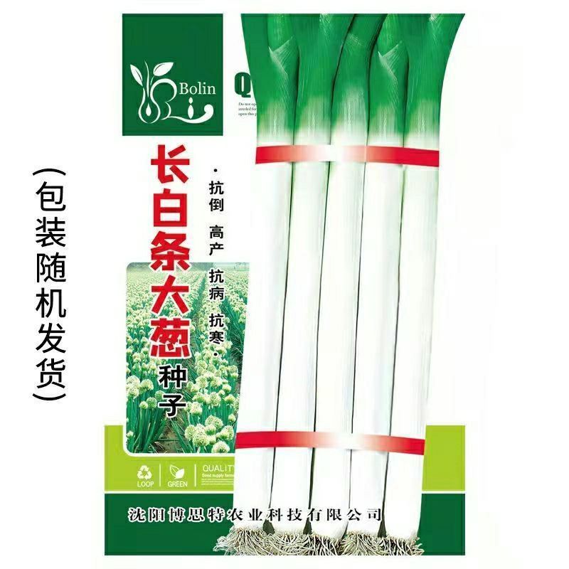 章丘铁杆大葱种子高产耐寒蔬菜种子山东四季春季播高产大葱籽种子