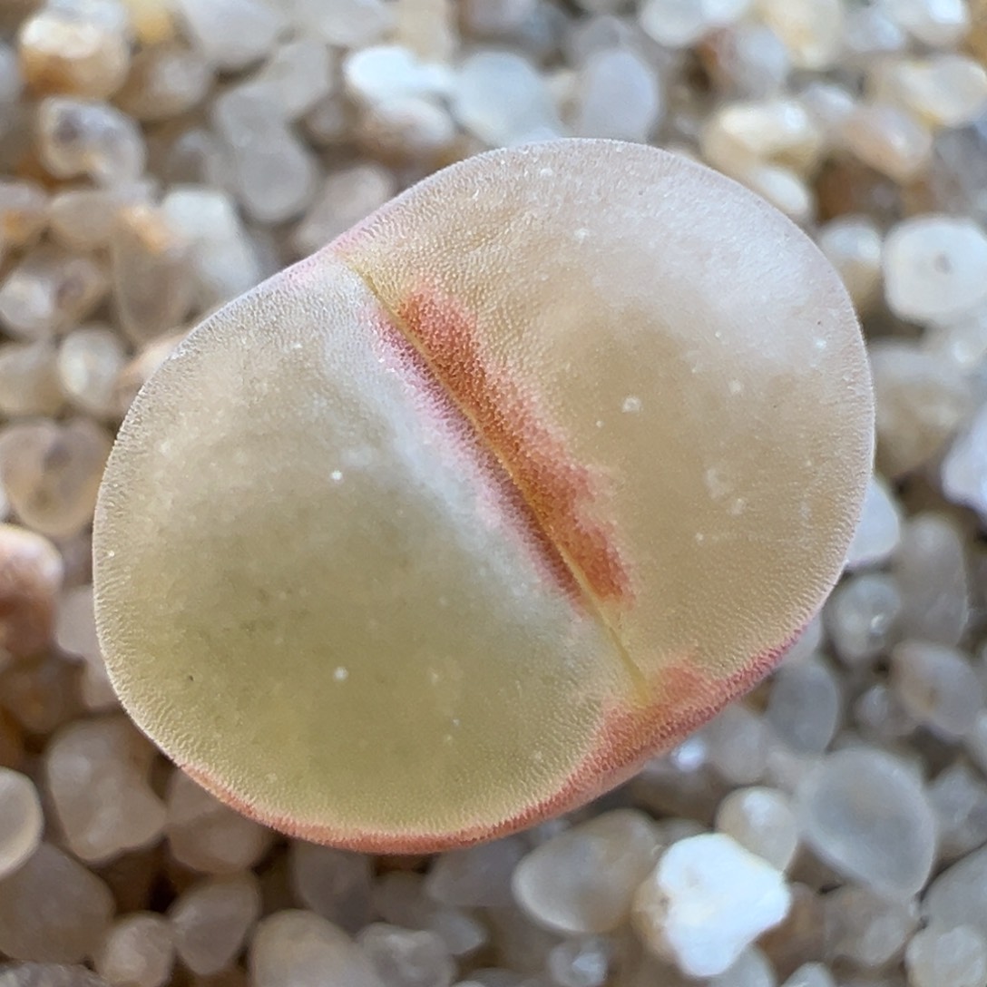 41号RY1777特选…………