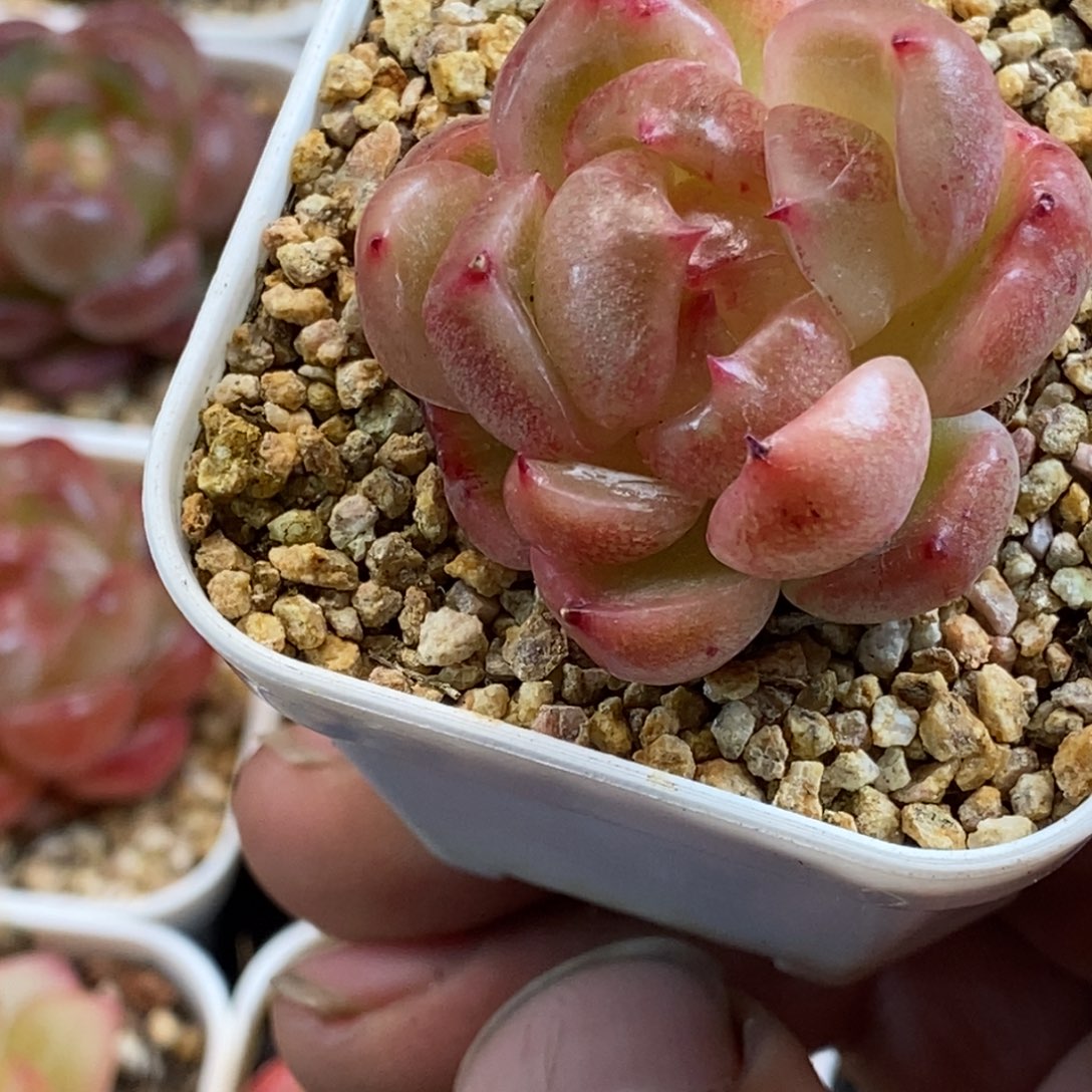 天官赐福百无禁忌