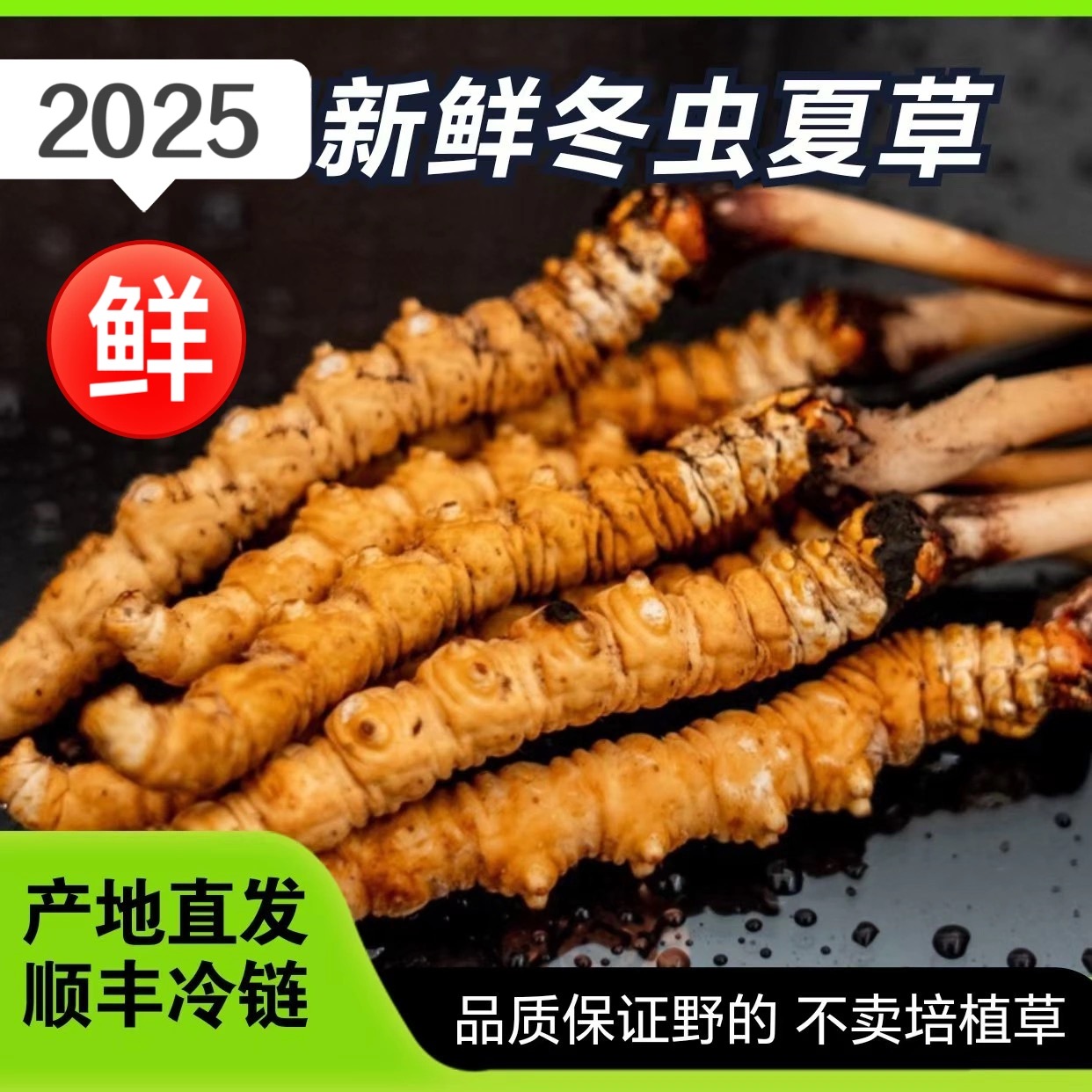 【苏菲亚专属】福利小草2025鲜虫草源头直发顺丰包邮新鲜冬虫夏草