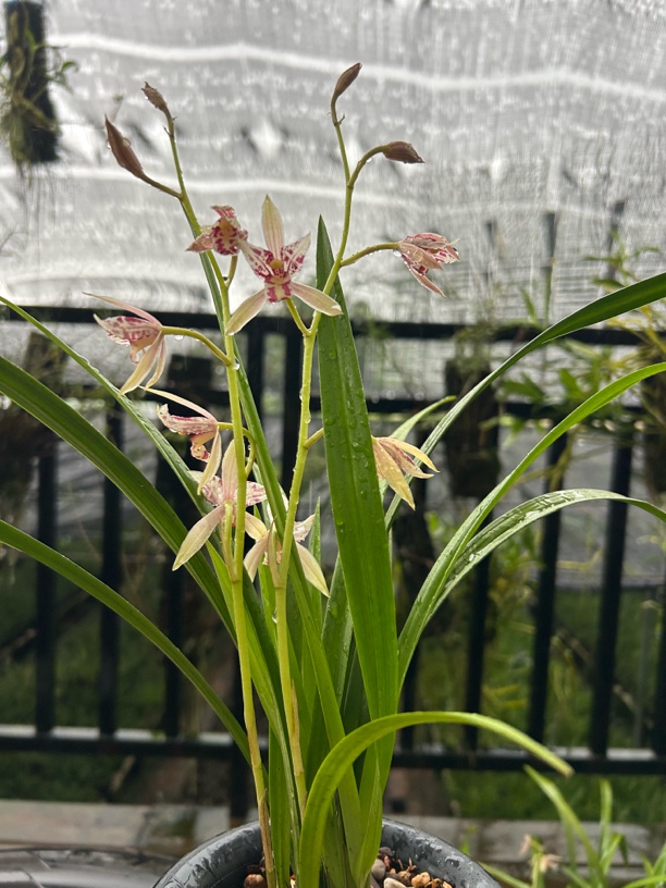 浓香型好养易开花的四季三星蝶室内花卉绿植我的最爱兰花草