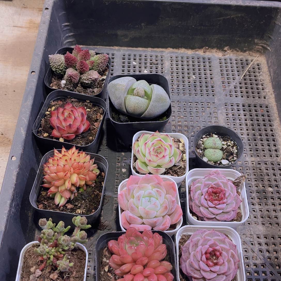 多肉131多肉植物