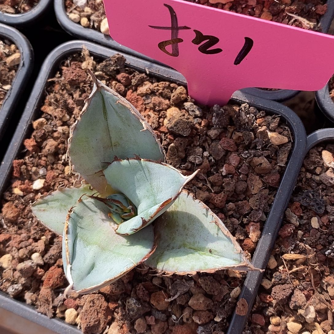 曼陀罗龙舌兰蓝肌1