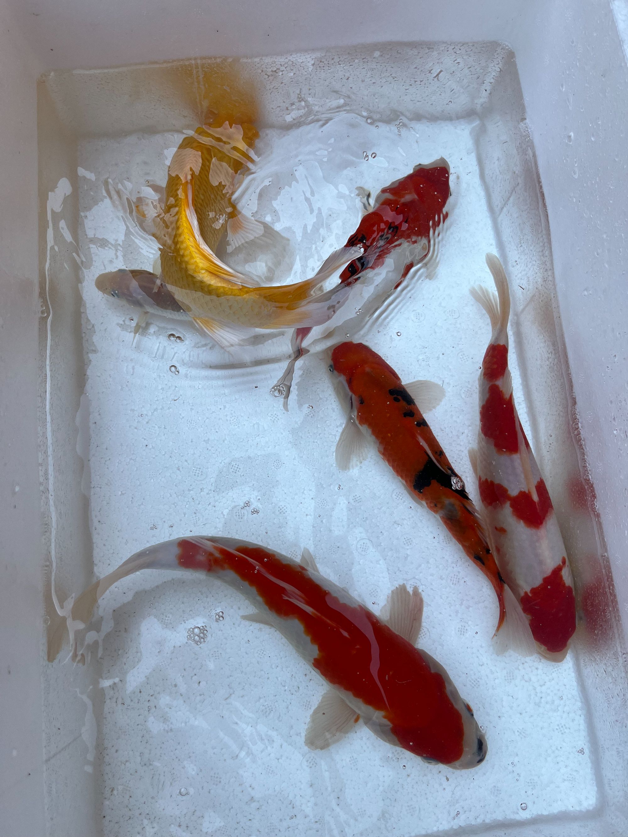 ①锦鲤活鱼红白大正三色白金黄金招财鱼好养耐活淡水冷水观赏鱼