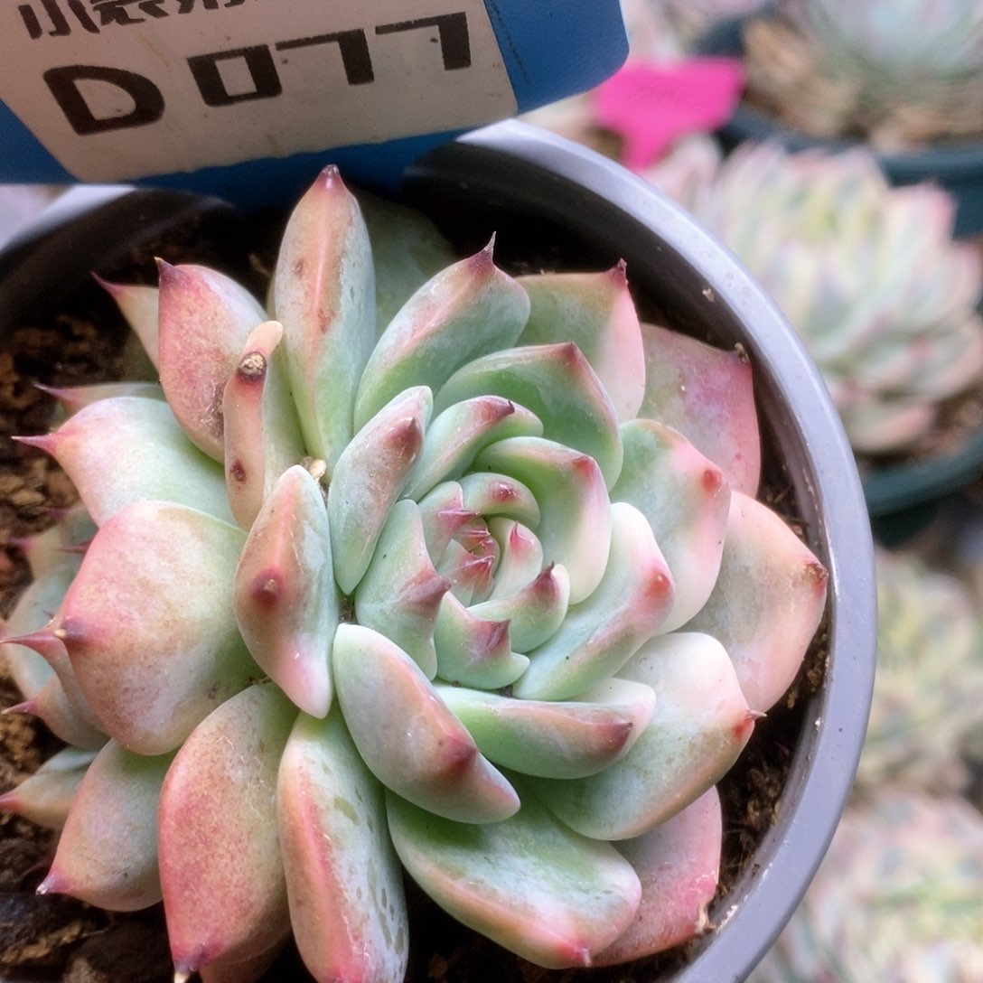 D077锦锦锦锦锦锦锦