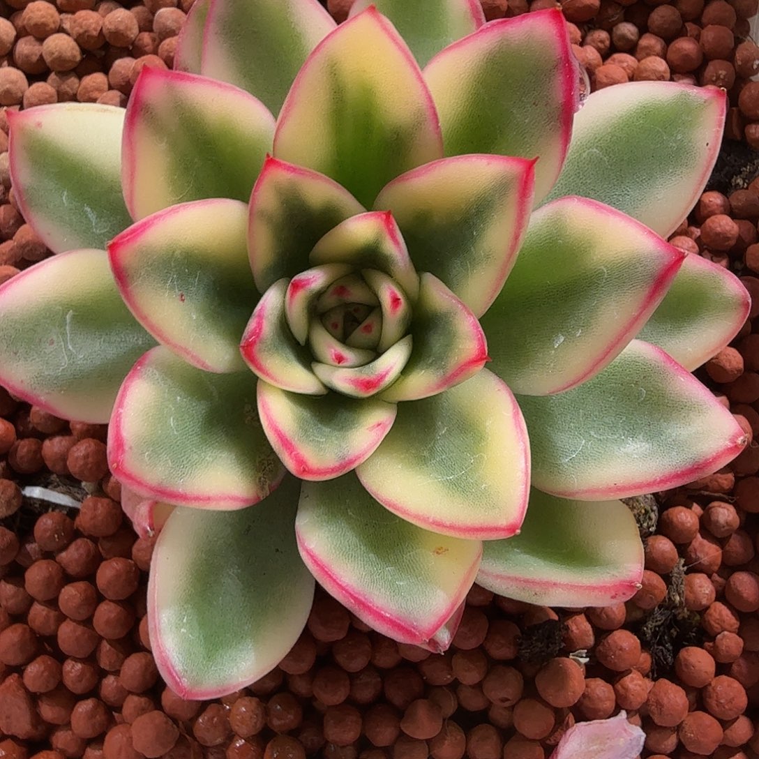 阿斯娜锦，多肉植物