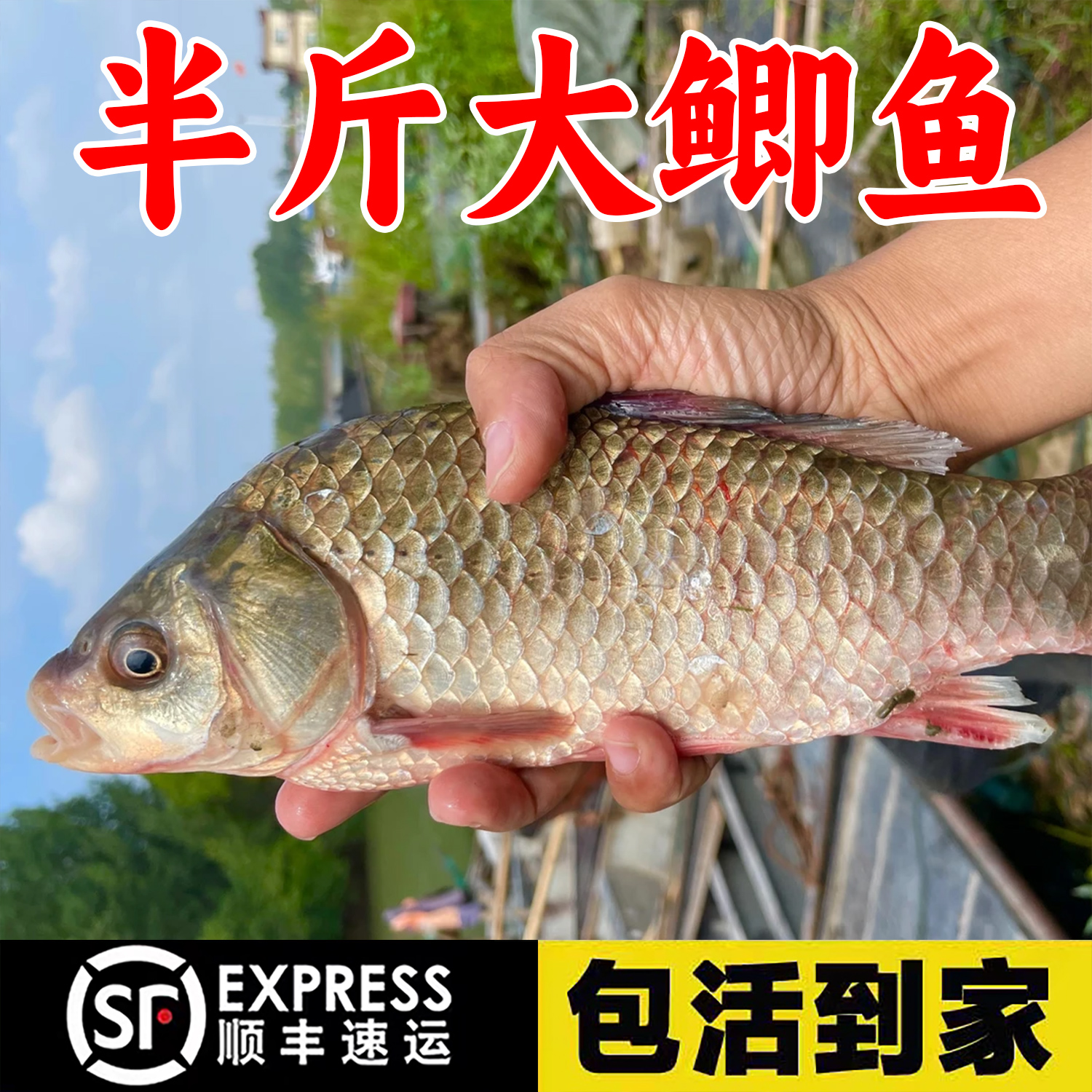 优质鲫鱼黄金鲫鱼中科5号鲫鱼本地鲫鱼淡水活体鲫鱼